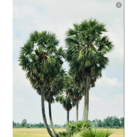 Đường thốt nốt PALMANIA ⚡️𝐅𝐑𝐄𝐄 𝐒𝐇𝐈𝐏⚡️ Hũ thủy tinh vệ sinh, sang trọng, 100% nguyên chất | BigBuy360 - bigbuy360.vn