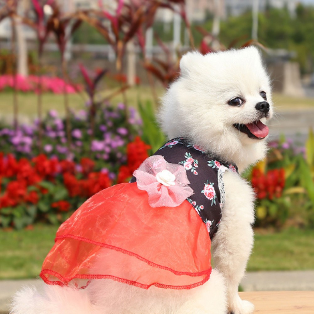 🌸 Áo Đầm Hanbok/ Váy Áo Cưới Xuân Hè Cho Chó Mèo Thú Cưng Siêu Cưng Hanbok