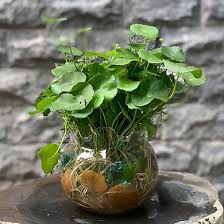 Cỏ Đồng Tiền