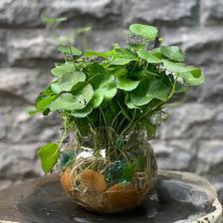 Cỏ đồng tiền
