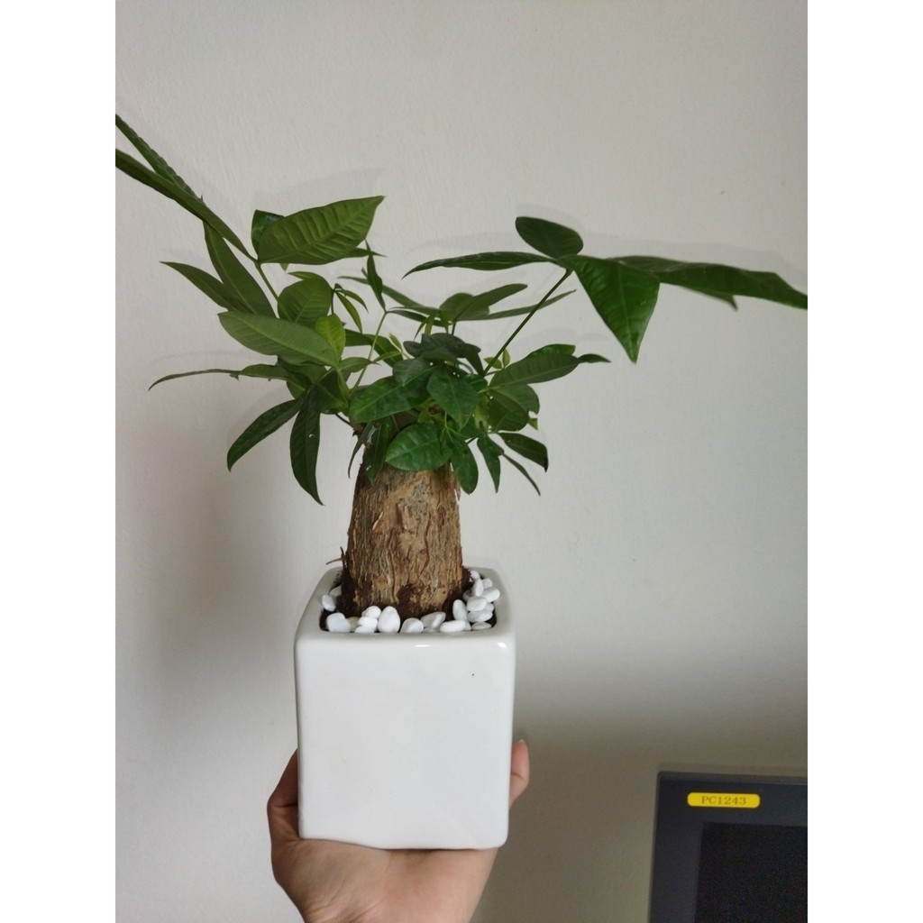 Cây kim ngân 1 thân , 3 thân để bàn hút tài lộc ( tặng phân bón + đá trang trí cây)