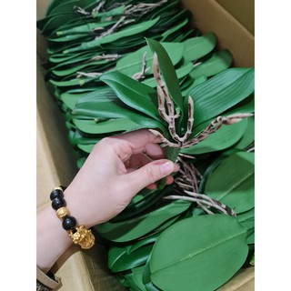 1 cụm lá lan hồ điệp