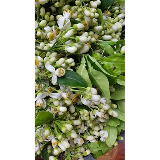 TINH DẦU HOA BƯỞI HÀ NA