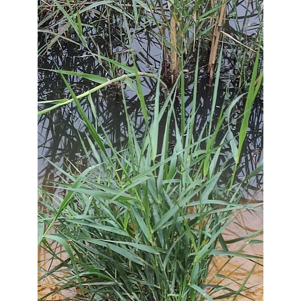 Cây sậy nước phơi khô