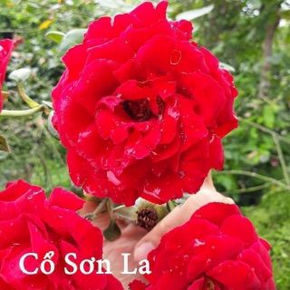 Hồng cành chiết, bụi, tree