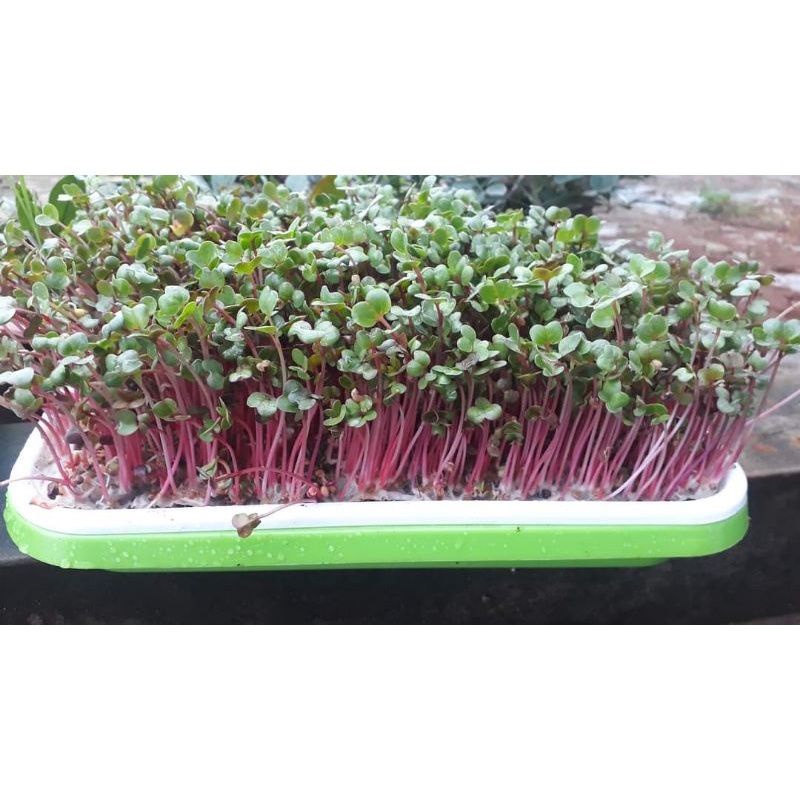 KHAY TRỒNG RAU MẦM THỦY CANH CHUYÊN DỤNG 2 LỚP ĐỘ BỀN CAO