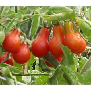 hạt giống Cà chua lê đỏ f1