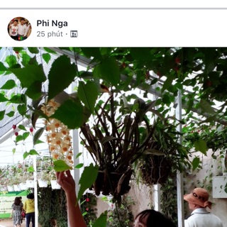 Bơ thiên nhiên