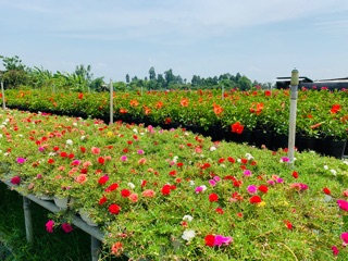 10 Cành Hoa mười giờ mixx màu