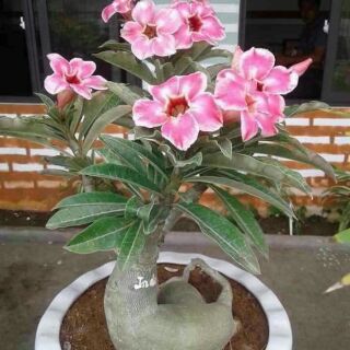 Hoa sứ thái lan