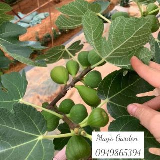 Cây giống sung Mĩ Sẵn quả