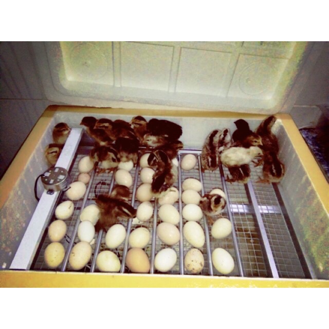 l? hàng nhanh Máy Ấp Trứng Tự Động Khay Nhôm đảo lăn 56 trứng - máy ấp trứng mini ánh dương p100