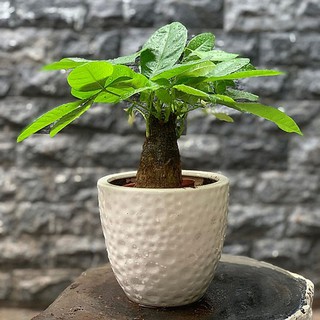 Cây Kim Ngân giống 1 gốc_Cây Mini để bàn lọc không khí cực tốt