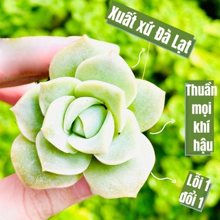 Sen đá hoa hồng hà lan size mini hàng đà lạt siêu xinh siêu khỏe lỗi 1 đổi 1 - vườn sen đá