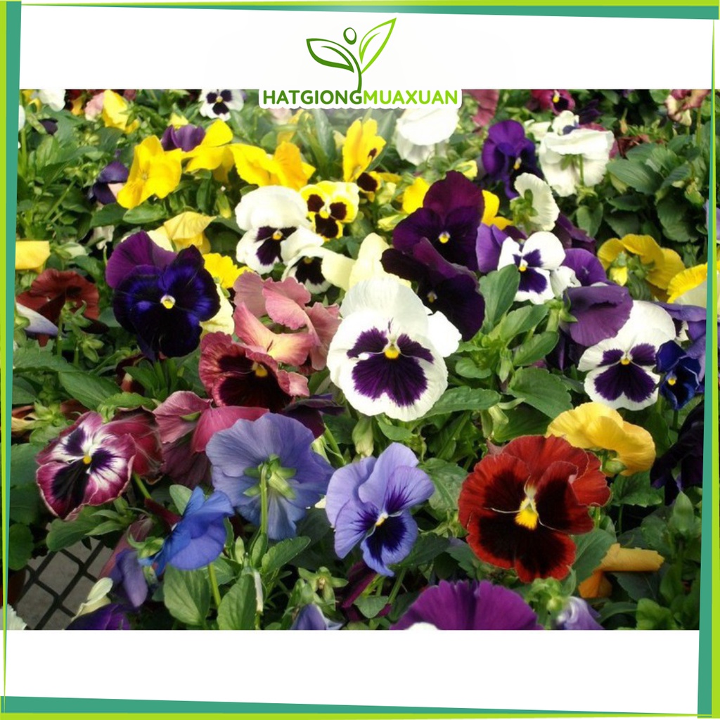 Bán buôn BỘ 2 gói hạt giống hoa bướm PANSY nhiều màu tặng kèm 01 gói phân bón bao đẹp