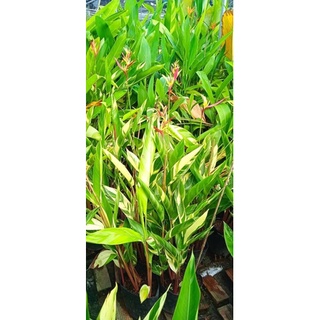 Cây chuối thiên điểu lá Cẩm thạch