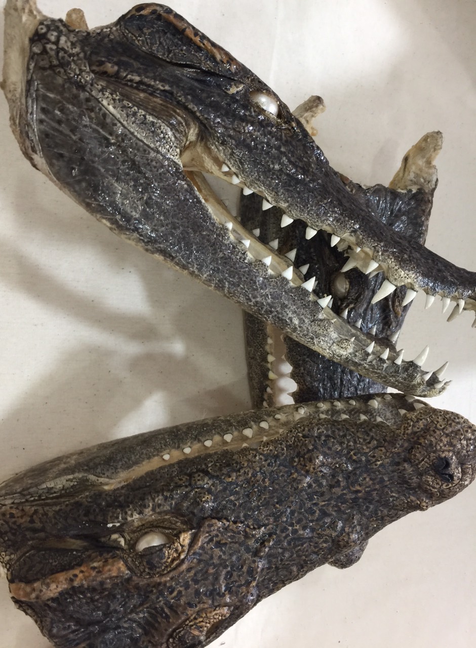 [ Móc khóa ] đầu cá sấu thật 100%  trưng bày phòng làm việc , phòng khách