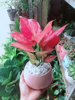 Chậu Vạn Lộc Hồng