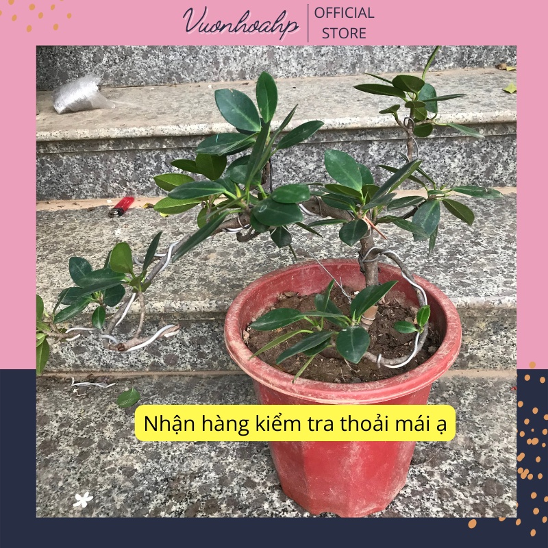 Cây si bonsai dáng thác đổ, cây si nhật để bàn, lá xanh