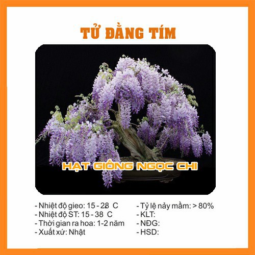 Hạt Giống Cây Hoa Tử Đằng - 5 Hạt