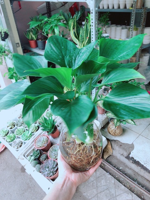 Chậu cây thanh tâm thuỷ sinh