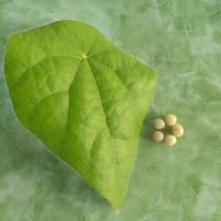 5 hạt sương lông - chín - đảm bảo nảy mầm 100%