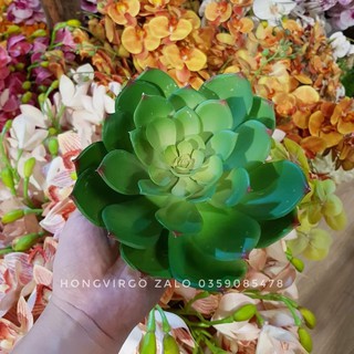 🍀 Hoa Sen Đá Quan Âm - dài 40cm đường kính bông 15cm