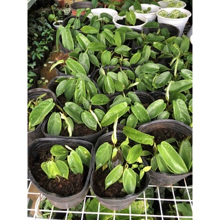 Trầu Bà Cánh Én - Philodendron Florida