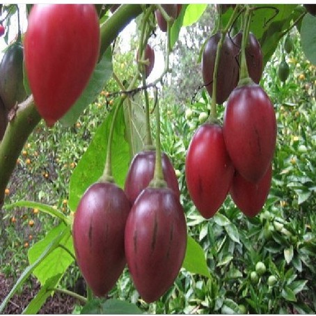 Hạt giống cà chua thân gỗ - Gói 10 hạt - Tặng gói kích hạt nảy mầm