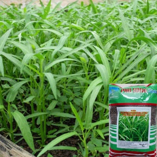 Gói 1kg - Hạt Giống Rau Muống Lá Tre F1 Cao Sản Phú Nông - Tỉ lệ nảy mầm cao, dễ trồng, sinh trưởng mạnh, kháng bệnh tốt