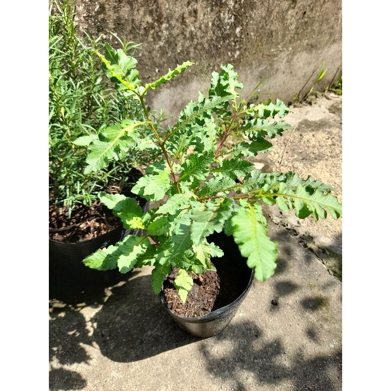 cây ổi phụng (cây trồng chậu)