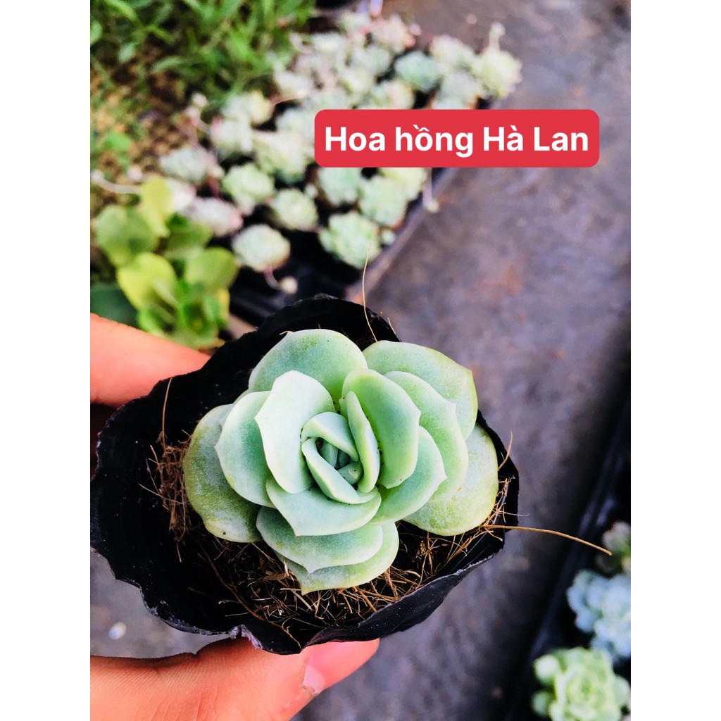 sen đá hoa hồng hà lan