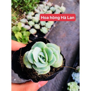sen đá hoa hồng hà lan