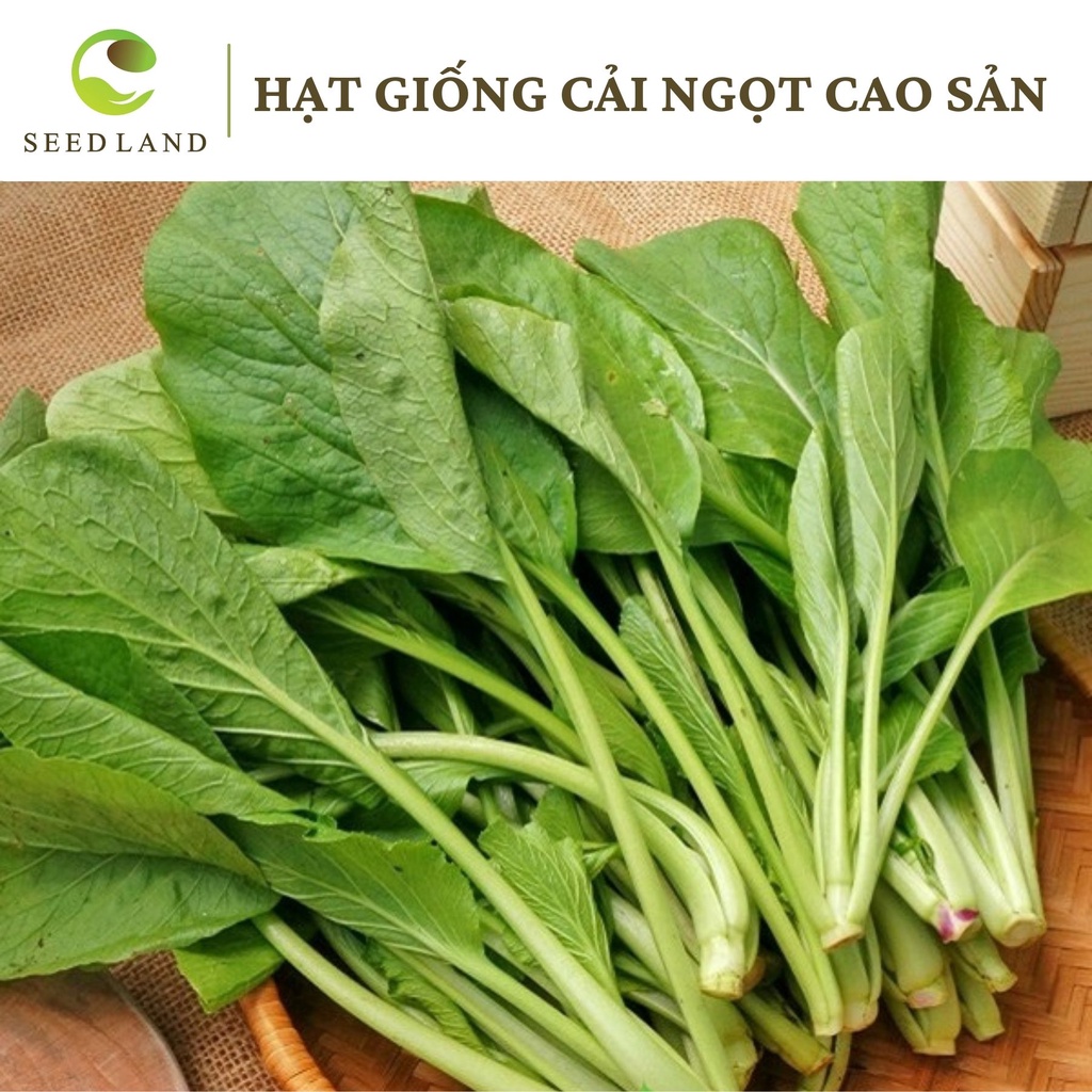 Hạt giống cải ngọt cao sản - 10gr, cây dễ trồng năng suất SeedLand
