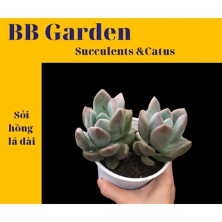 SEN ĐÁ SỎI HỒNG LÁ DÀI