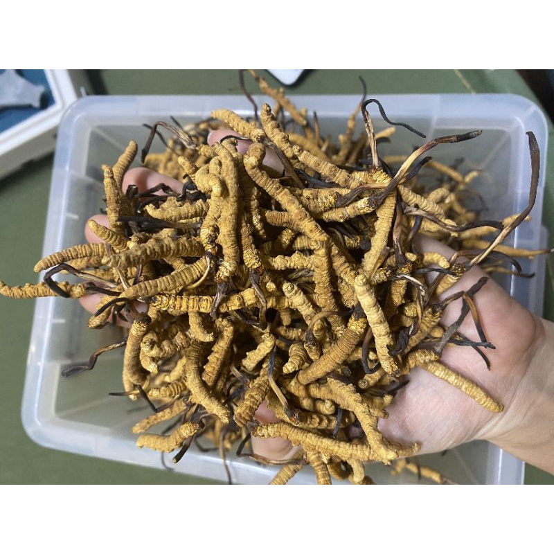 Đông Trùng Hạ Thảo Tây Tạng Nguyên Con Ống 5 con / 1gam