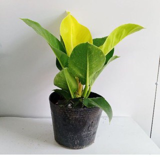 Trầu bà đế vương vàng ( loại để bàn cao 30cm)