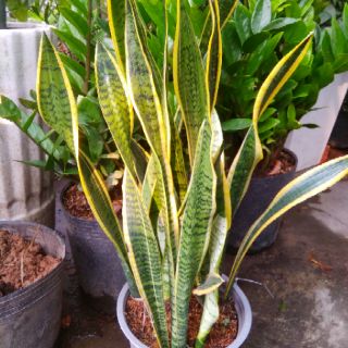 Bụi Lưỡi Hổ Lớn chưa chậu