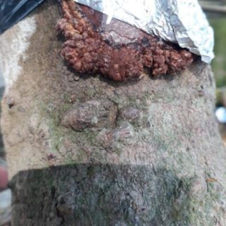 Keo liền sẹo cây cảnh
