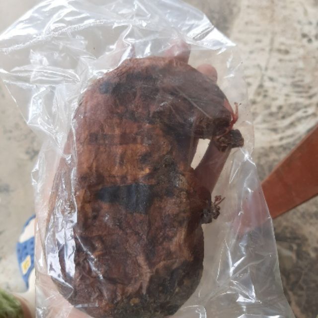 DẠ DÀY NHÍM RỪNG LOẠI TO