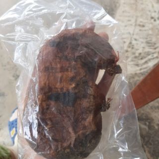 DẠ DÀY NHÍM RỪNG LOẠI TO