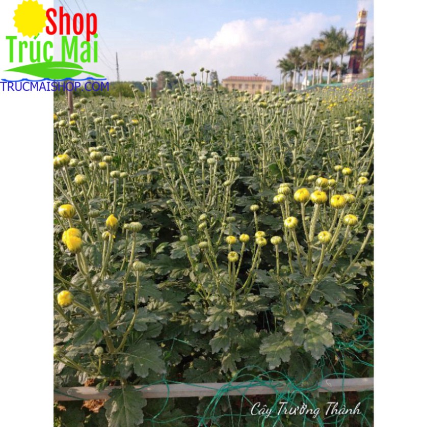 cây 10 nụ hoa cúc vàng cả gốc rễ