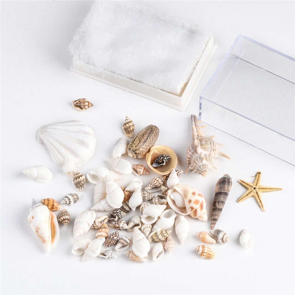 1 Hộp Bọt Biển Tự Nhiên Hình Vỏ Sò / Sao Biển Dùng Trang Trí Nhà Cửa