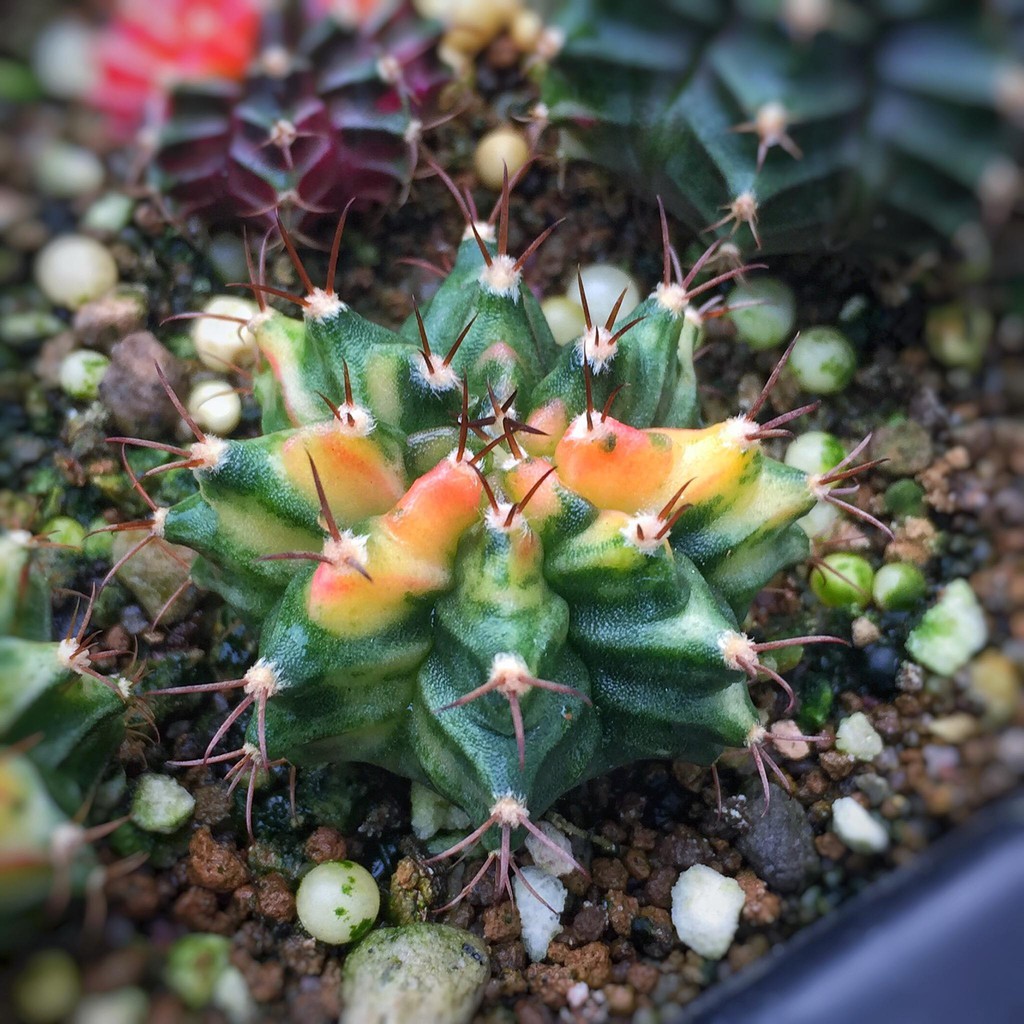 Bán Cây xương rồng lem (gymnocalycium mihanovichii variegata)