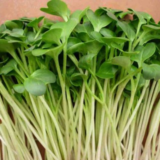 20gram hạt giống rau mầm củ cải trắng