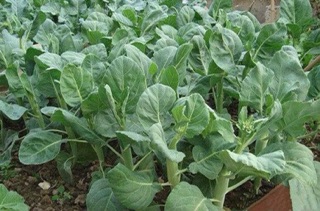 Hạt giống cài ngồng lan cai cai