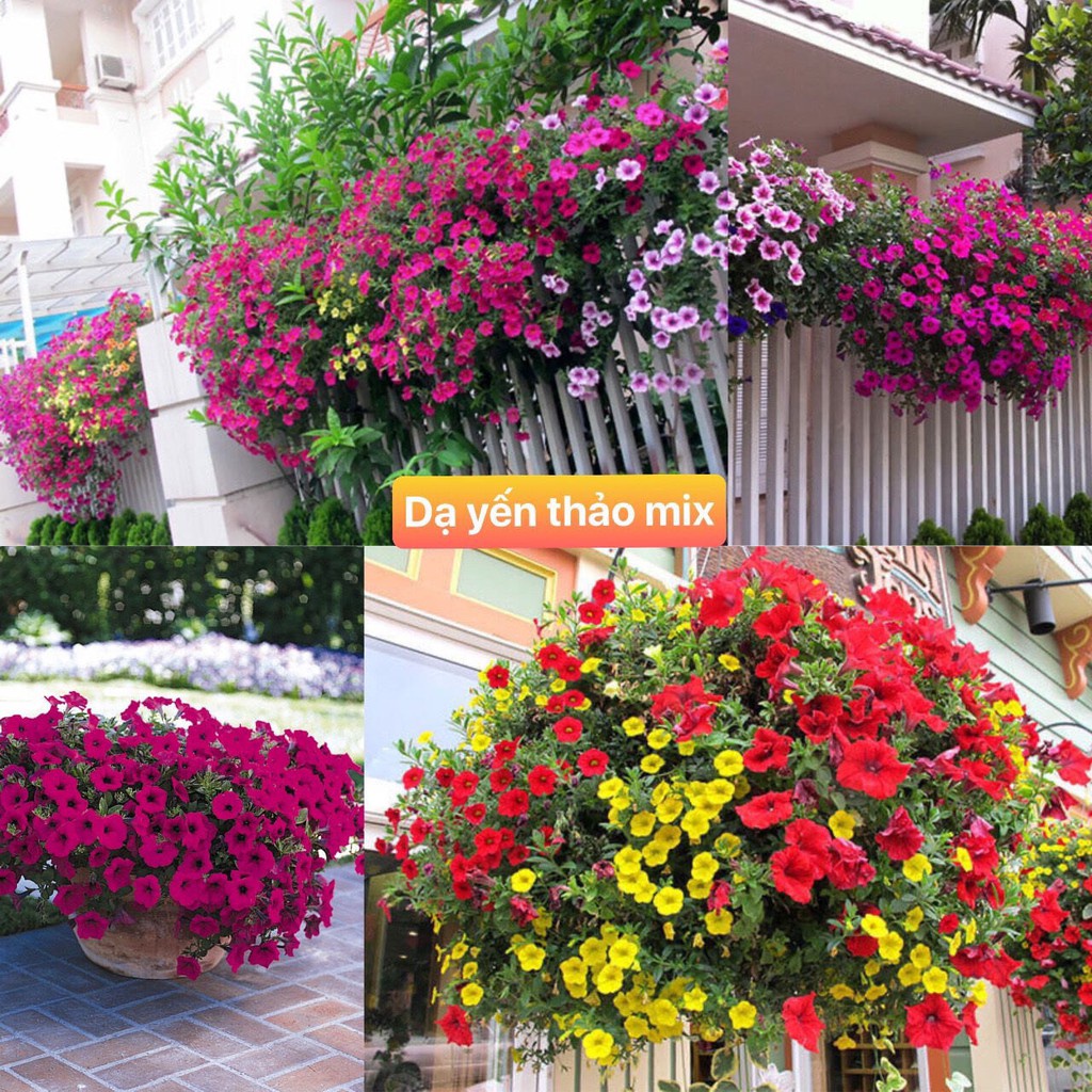 Hạt giống hoa dạ yến thảo rủ petunia mix nhiều màu sắc ( gói 50gram , 200gram ,200gram)