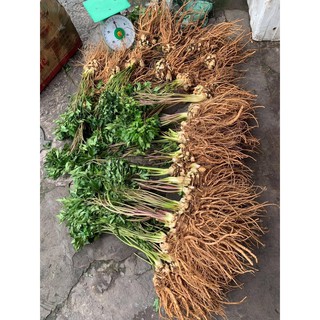 Sâm đương quy rừng Tây Bắc tươi.1kg