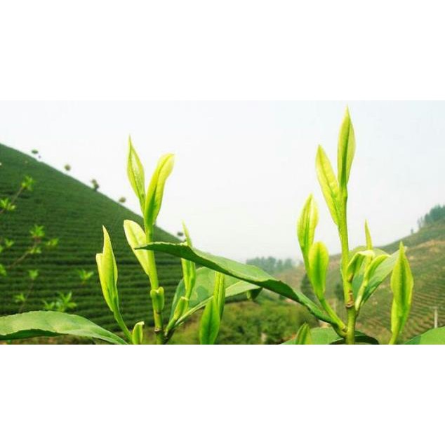 Chè Búp Tân Cương Thái Nguyên 500g - Vườn Đặc sản
