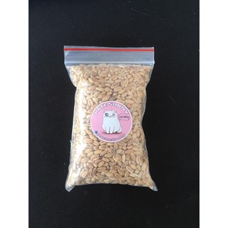 Hạt giống cỏ mèo 80g